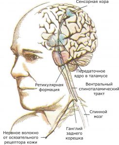 Представлены связи, идущие от кожных рецепторов через вставочные нейроны спинного мозга и таламуса к первичной сенсорной зоне коры
