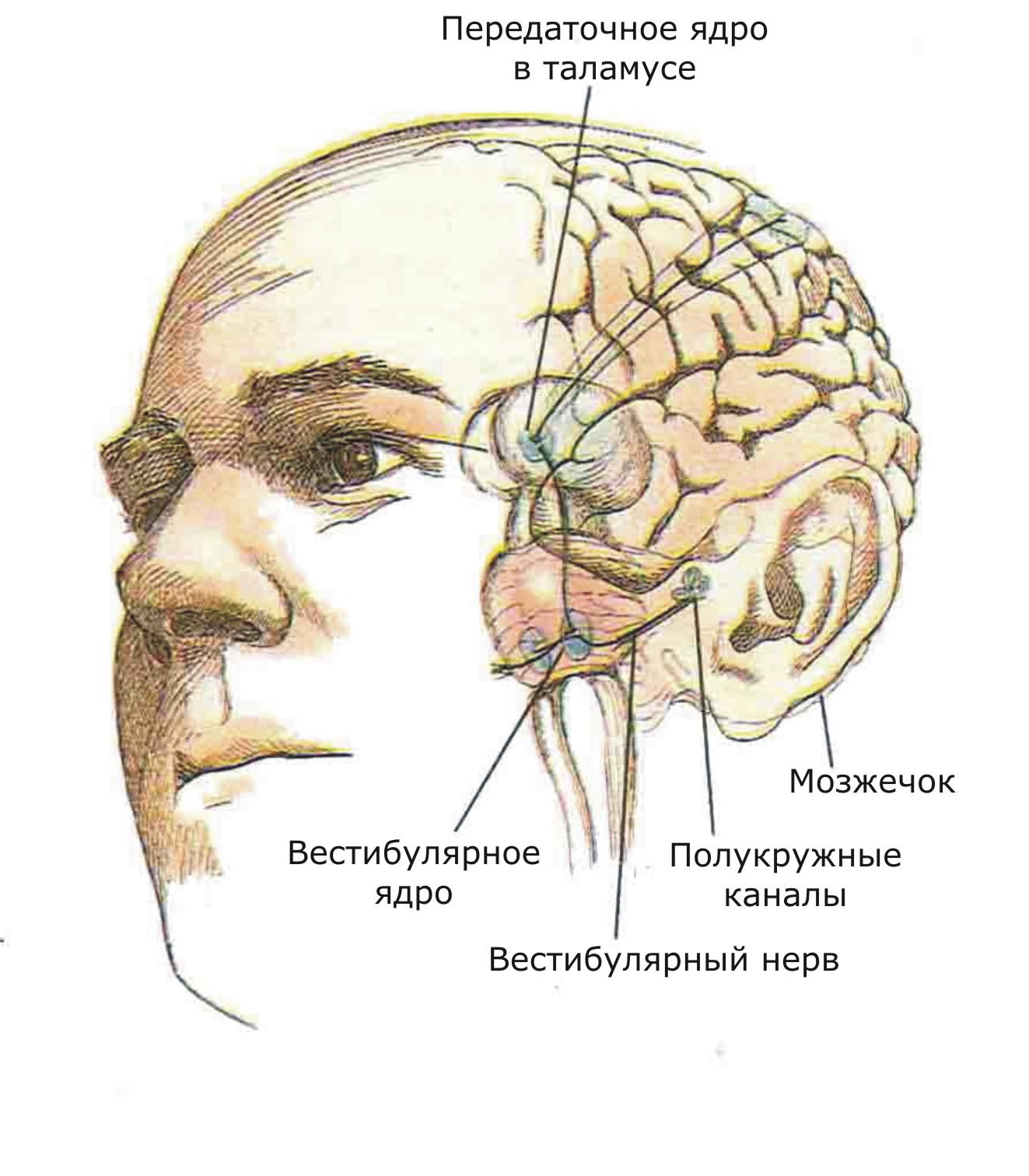 Показаны связи, идущие от первичных рецепторов преддверия внутреннего уха (вестибулярного аппарата) к ядрам ствола мозга и таламуса. Эта информация, по-видимому, не имеет путей для передачи в кору большого мозга