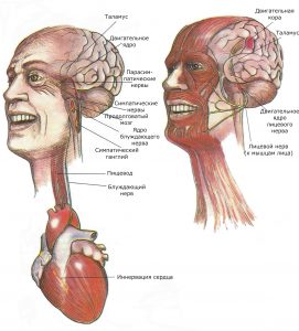 Непроизвольная мускулатура (слева) контролирует движения пищевода, радужной оболочки, сердца и кровеносных сосудов. Произвольная мускулатура (справа) управляет движениями глаз, лицевых мышц, языка и гортани