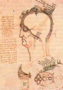 В этих набросках Леонардо придерживается средневекового представления о сферических желудочках, передний из которых он называет «камерой здравого смысла», где располагается душа