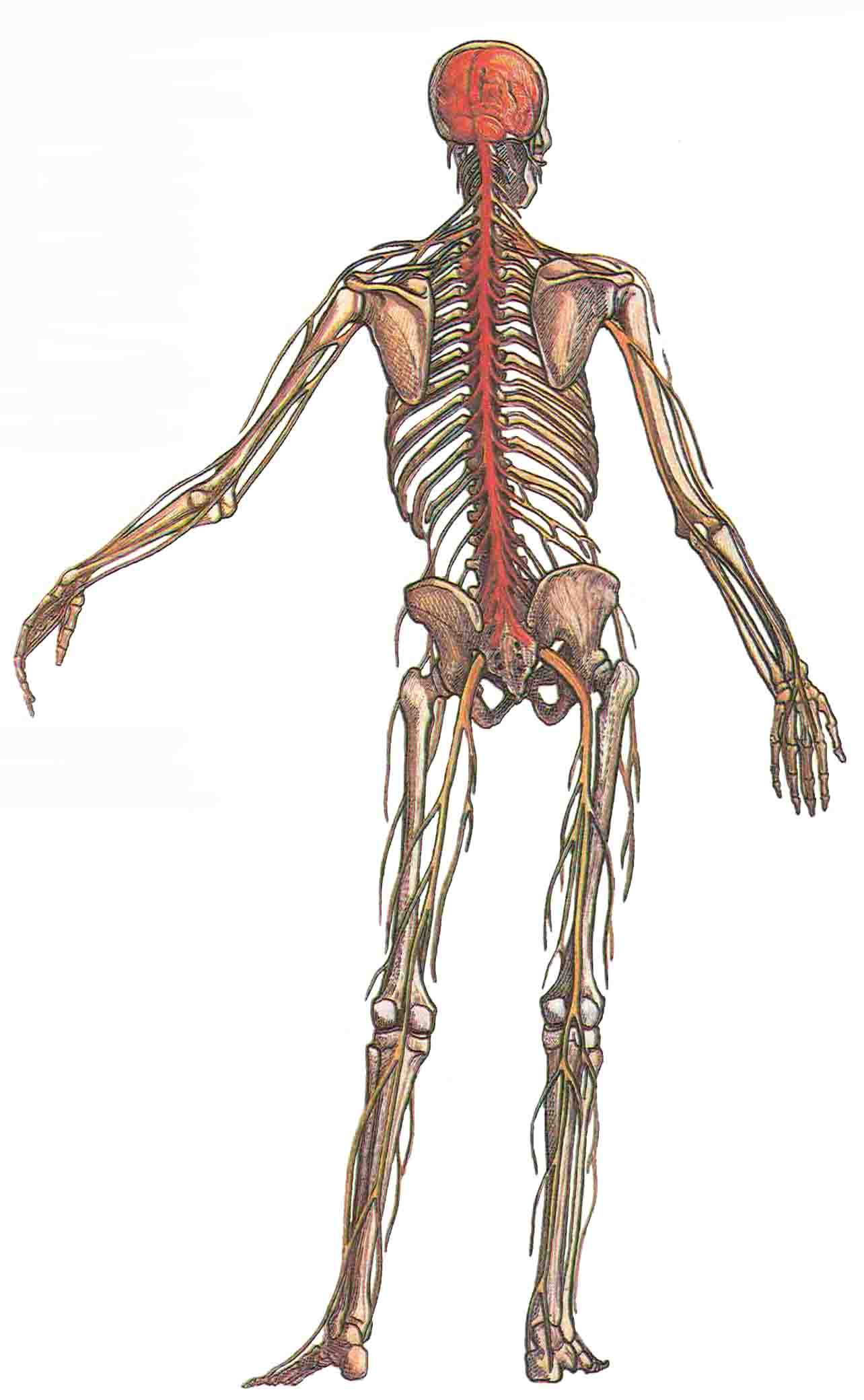 Периферические нервы направляются из этих костных вместилищ к мышцам и коже. Другие важные отделы периферической нервной системы - вегетативная система и диффузная нервная система кишечника- здесь не показаны