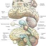 Левое и правое большие полушария, а также целый ряд структур, лежащих в срединной плоскости, разделены пополам. Внутренние части левого полушария изображены так, как если бы их полностью отпрепарировали. Глаз и зрительный нерв, как видно, соединяются с гипоталамусом, от нижней части которого отходит гипофиз. Мост, продолговатый мозг и спинной мозг являются продолжением задней стороны таламуса. Левая сторона мозжечка находится под левым большим полушарием, но не прикрывает обонятельную луковицу. Верхняя половина левого полушария разрезана так, что можно увидеть некоторые базальные ганглии (скорлупу) и часть левого бокового желудочка