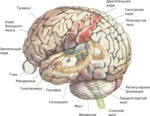 показаны основные структуры, участвующие в сенсорных процессах и внутренней регуляции, а также структуры лимбической системы и ствола мозга