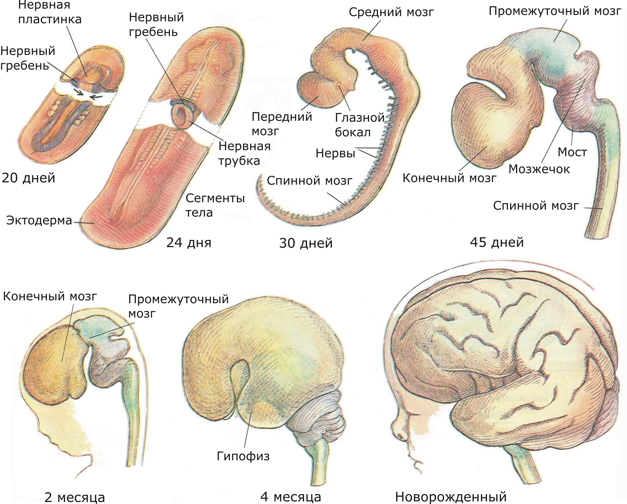 На 30-дневной стадии можно распознать основные отделы мозга, хотя и в зачаточной форме. К двум месяцам достаточно развита и большая часть подкорковых структур. Кора больших полушарий и мозжечка продолжает развиваться на протяжении всего внутриутробного периода и даже после рождения